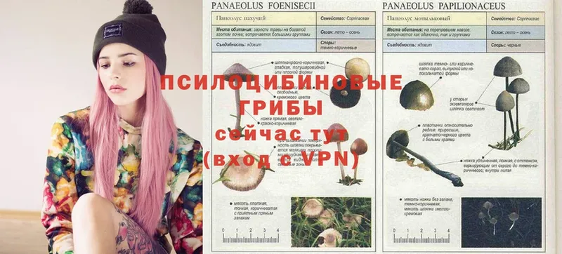 hydra как зайти  Дзержинский  Галлюциногенные грибы Psilocybe 